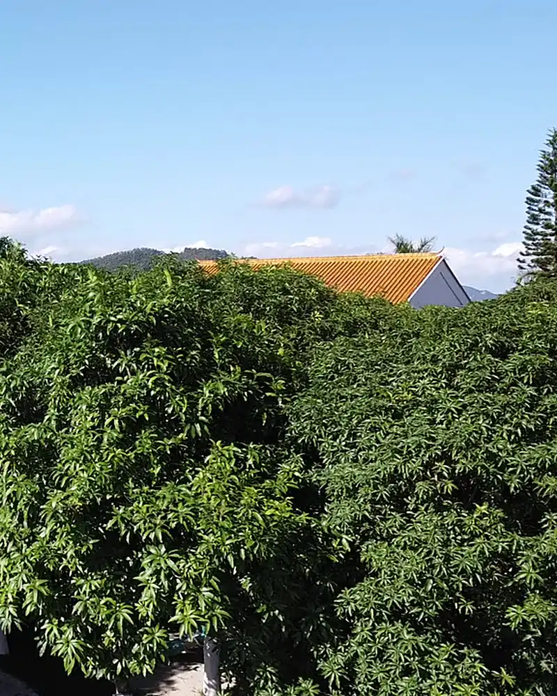 Cinturão de árvores que isola a área da fazenda de aloe, com morros e céu azul ao fundo