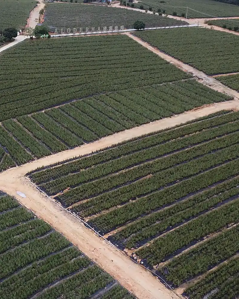 Vista aérea das fileiras da plantação de aloe da fazenda própria, com o letreiro ALODERMA na cerca viva