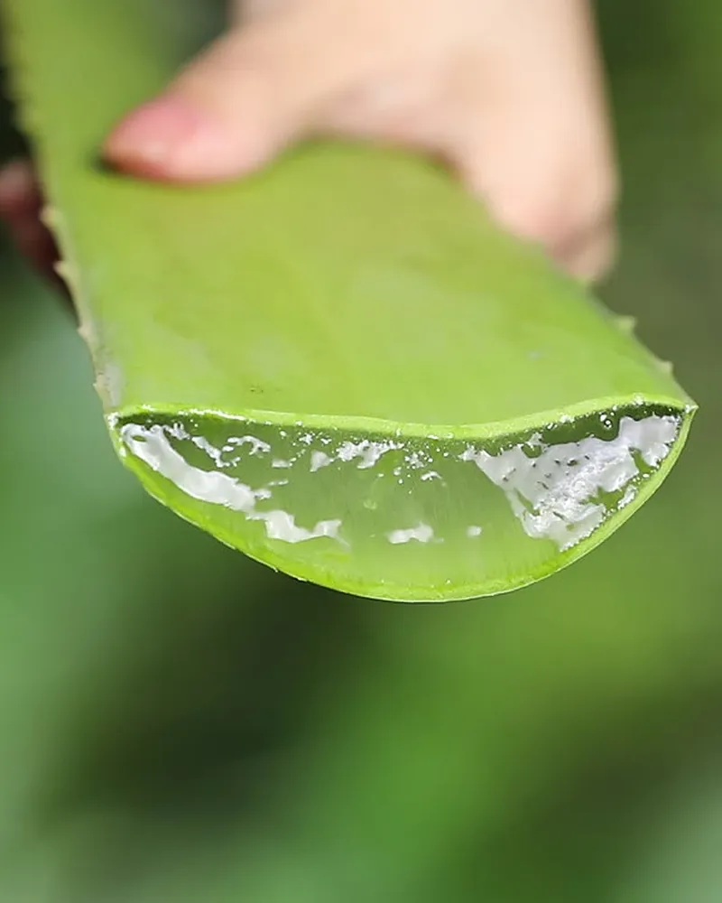 Mão segurando uma folha de aloe recém-cortada, com o gel aparecendo no corte